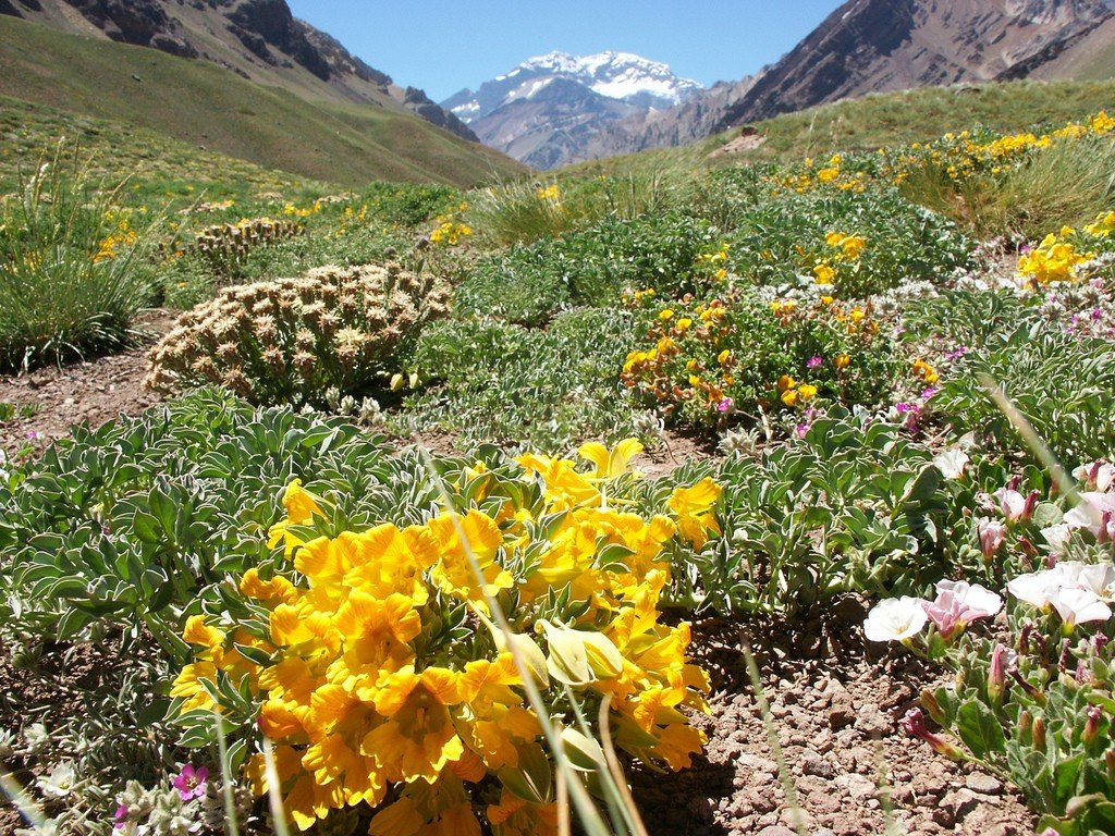 Флора. Аконкагуа. Аргентина. – фотографии Аргентины