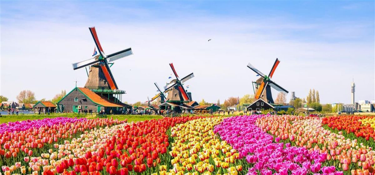 Туристы каждый год ждут весны, чтобы попасть на знаменитый парад цветов в Парке Кёкенхоф Нидерландов – фотографии Нидерландов