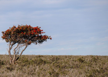 Одинокое дерево в поле. Рио Гранде. Аргентина. – фотографии Аргентины