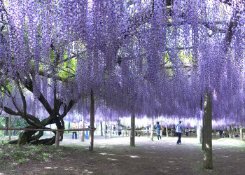 Красивый пейзаж Сада Кавачи Фудзи, Япония – фотографии Японии