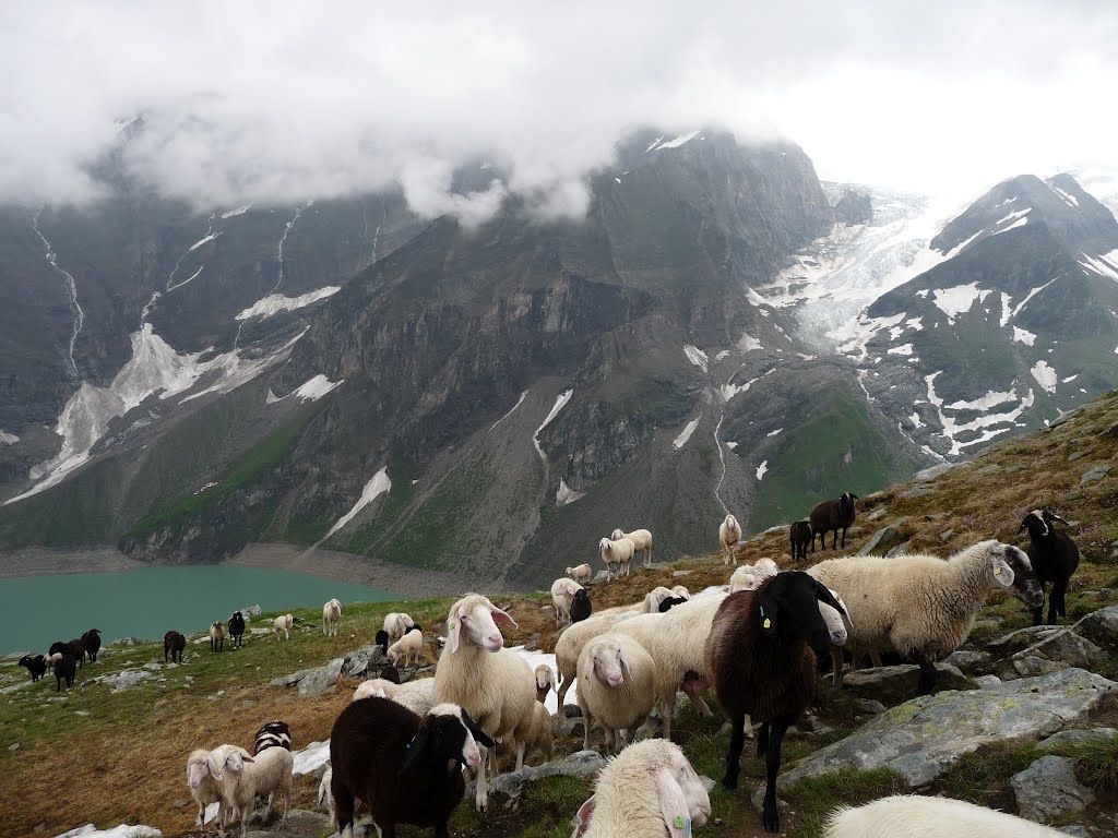 Стадо. Национальный парк Высокий Тауэрн. Австрия – фотографии Австрии
