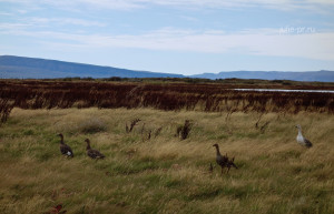 Птицы гуляют в поле. Эль Калафате. Аргентина. – фотографии Аргентины