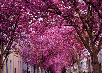 Вишневый туннель в Германии – фотографии Германии