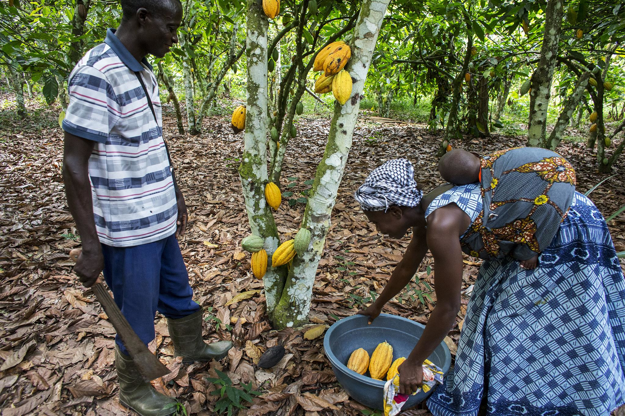 Сбор какао бобов. Кот-д'Ивуар – фотографии Кот-д'Ивуар