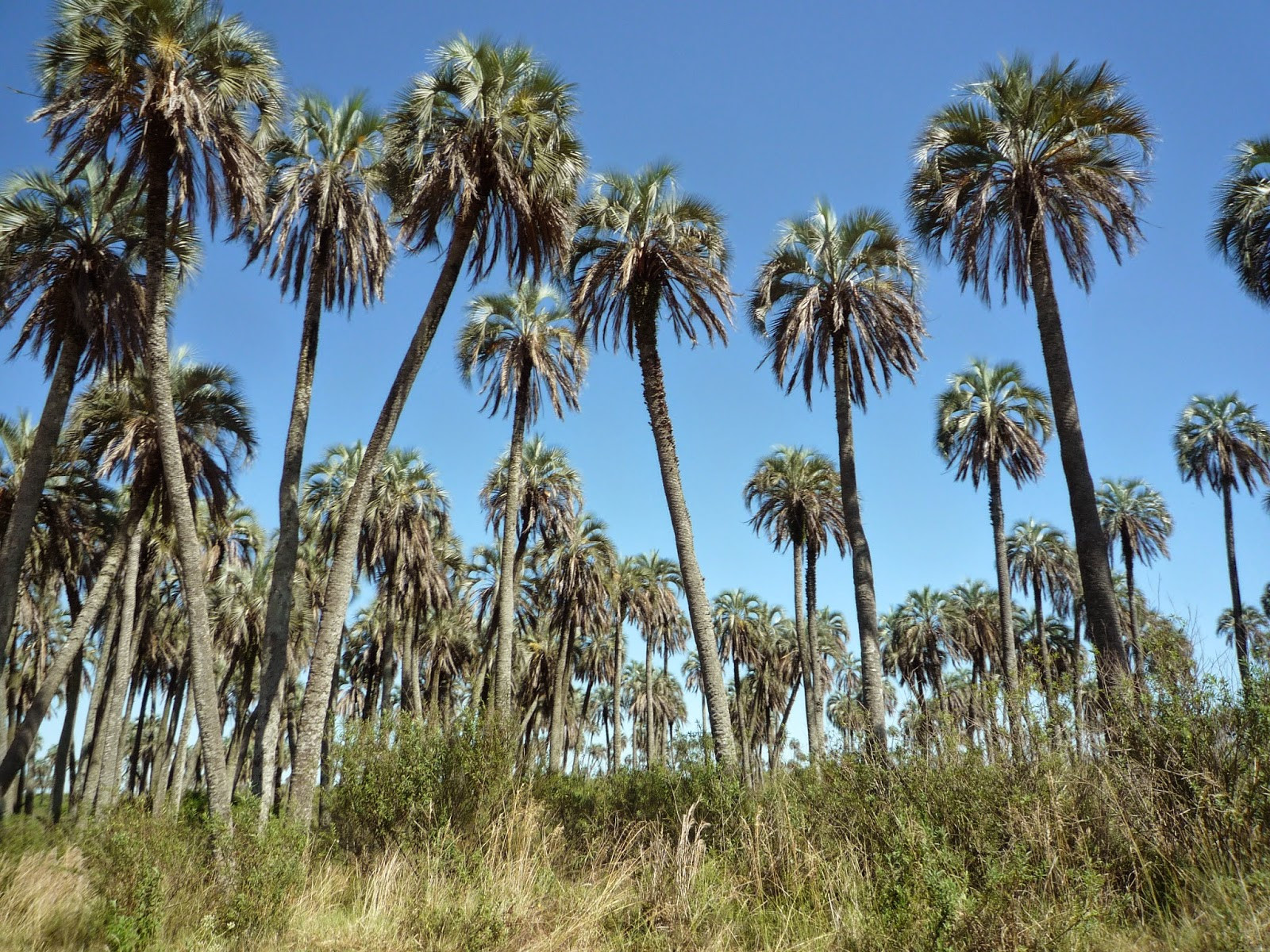 Пальмы в национальном парке Эль Палмар. Аргентина – фотографии Аргентины