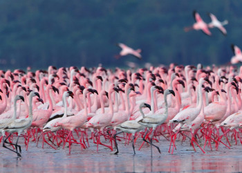 Розовый фламинго в кенийском парке «Озеро Накуру» (Lake Nakuru) – фотографии Кении