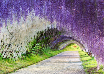 Сад Кавачи Фудзи (Kawachi Fuji Garden) в Японии – фотографии Японии