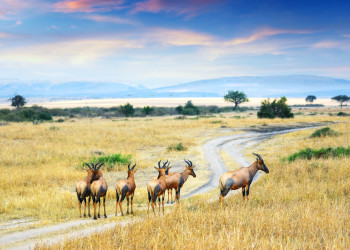 Национальный парк Серенгети в Танзании – фотографии Танзании