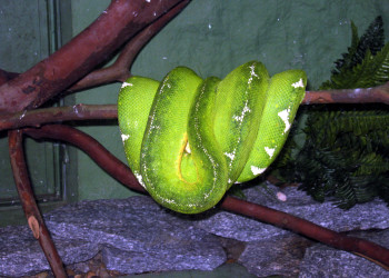 Змея в зоопарке Рио-де-Жанейро – фотографии Бразилии