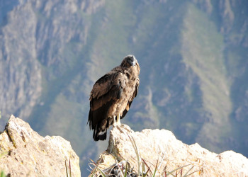 Кондор в каньоне Колка – фотографии Перу