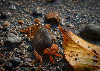 Towada- Hachimantai National Park – фотографии Японии
