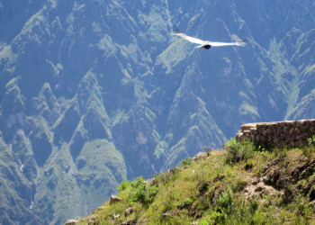 Кондор в каньоне Колка (Valle del Colca) – фотографии Перу