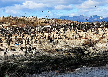 Пингвины на берегу. Ушуайя. Аргентина. – фотографии Аргентины