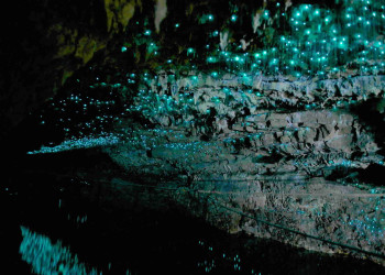 Светящийся червь – такое название дали биолюминесцентным личинкам в пещерах Вайтомо – фотографии Новой Зеландии