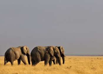 Namibia – фотографии Намибии