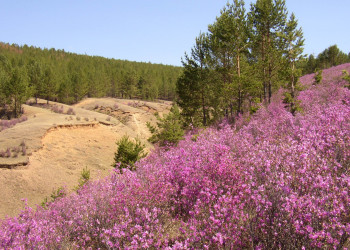 Природа в Дарасун, Россия. Фото 2 – фотографии России