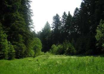 Природа в Рисняк, Хорватия. Фото 18 – фотографии Хорватии