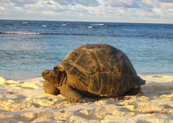 Огромная черепаха на острове Бёрд – фотографии Сейшельских островов
