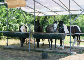Лошади – фотографии Черногории
