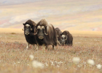 Овцебыки на острове Врангеля. Фото 1 – фотографии России