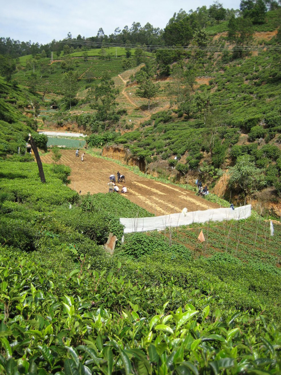 Нувара Элия, Шри-Ланка, фото № 52073 – фотографии Шри-Ланки