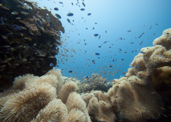 Дайвинг в Микронезии – фотографии Федеративных Штатов Микронезии