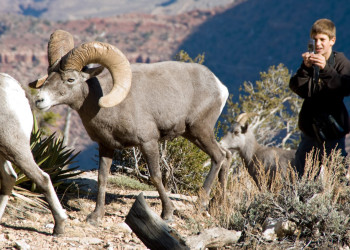 Гранд-Каньон Национальный парк, Аризона штат, США, фото № 67805 – фотографии США