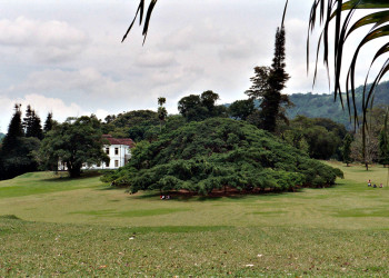 Ботанический сад в Перадении на Шри-Ланке. Фото 4 – фотографии Шри-Ланки