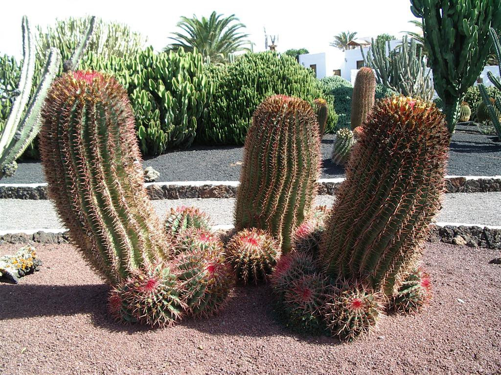 Антигуа, Фуэртевентура остров, Канарские острова, фото № 33979 – фотографии Канарских островов