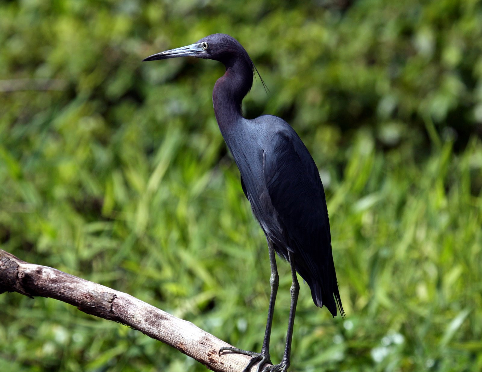 Тортугеро Национальный парк, Лимон провинция, Коста-Рика, фото № 40317 – фотографии Коста-Рики