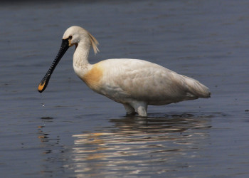 Пернатый житель национального парка Нойзидлерзе-Зевинкель – фотографии Австрии