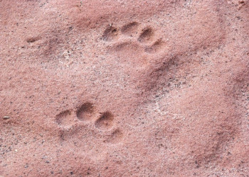 Кто наследил? – фотографии Боливии