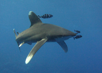 Марса-Алам, Египет, фото № 35316 – фотографии Египта