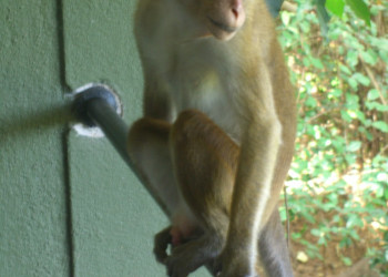 Кандалама, Шри-Ланка, фото № 51293 – фотографии Шри-Ланки