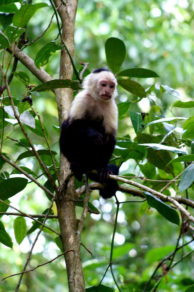 Кауита Национальный Парк, Лимон провинция, Коста-Рика, фото № 40078 – фотографии Коста-Рики