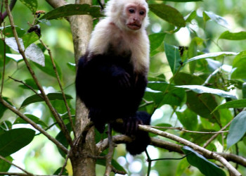 Кауита Национальный Парк, Лимон провинция, Коста-Рика, фото № 40078 – фотографии Коста-Рики