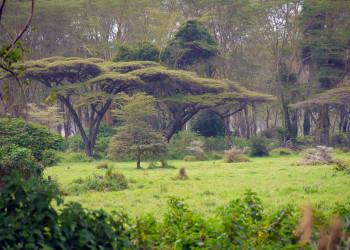 Накуру Озеро Национальный Парк, Кения, фото № 78563 – фотографии Кении