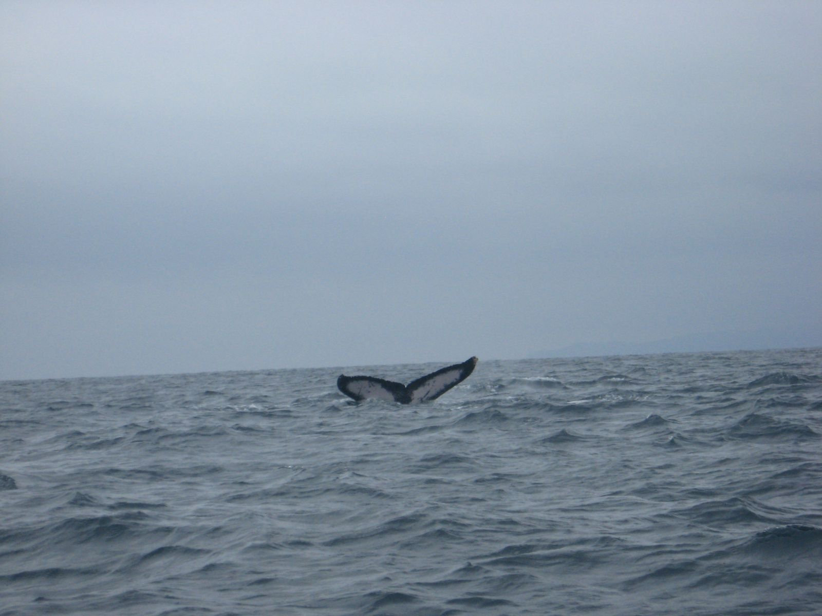 Пуэрто Лопес, Побережье регион, Эквадор, фото № 63515 – фотографии Эквадора
