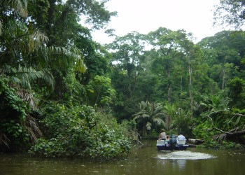 Тортугеро Национальный парк, Лимон провинция, Коста-Рика, фото № 40327 – фотографии Коста-Рики