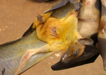 Камерун. Фото 2 – фотографии Камеруна