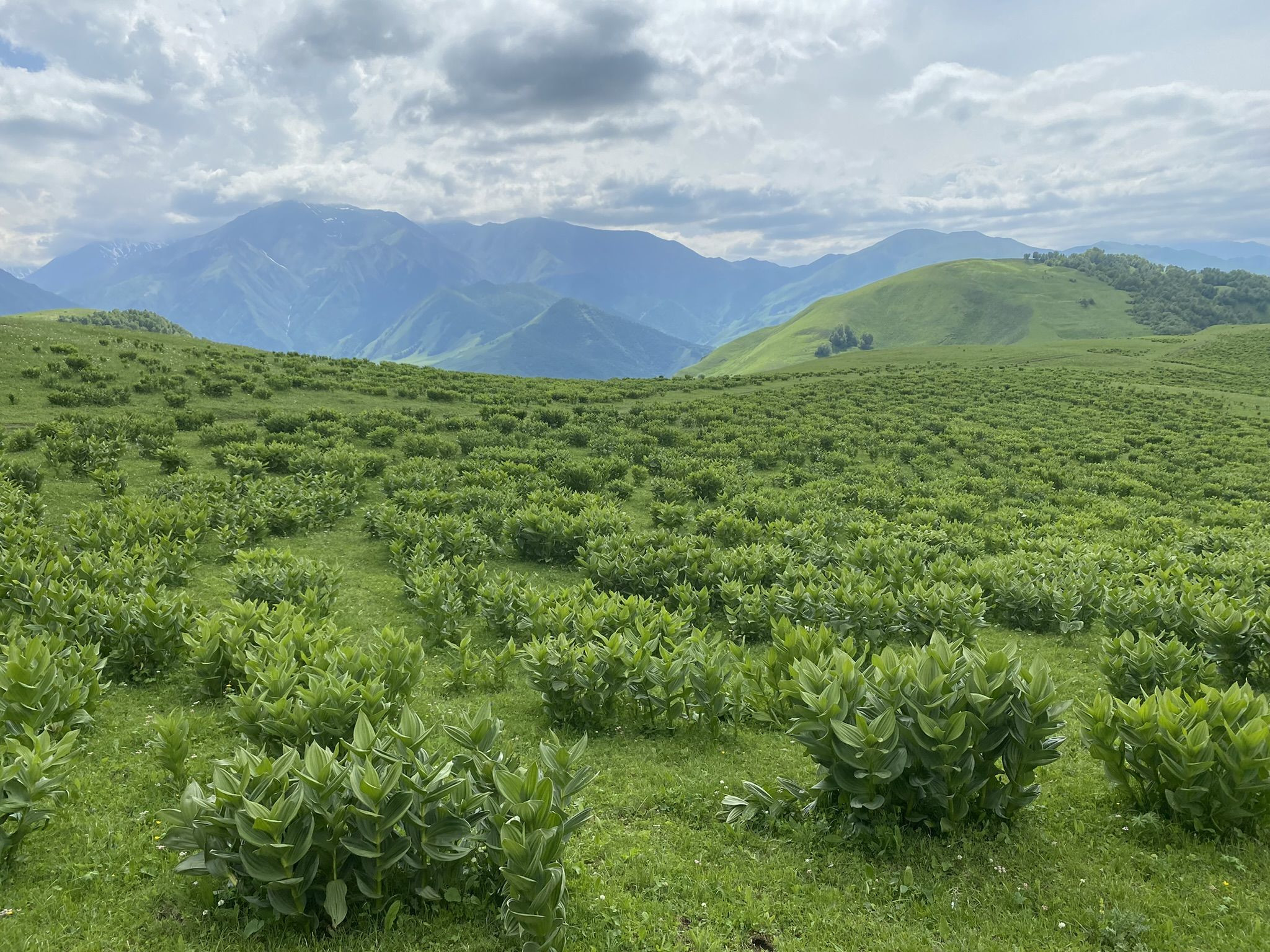 Альпийские пейзажи перевала Актопрак – фотографии России