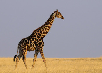 Namibia – фотографии Намибии