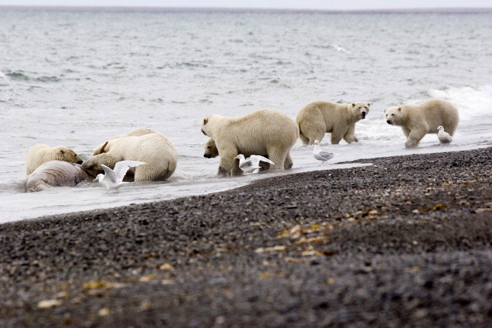 Белые медведи на острове Врангеля. Фото 1 – фотографии России