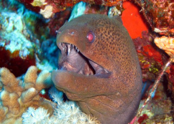 Марса-Алам, Египет, фото № 35345 – фотографии Египта