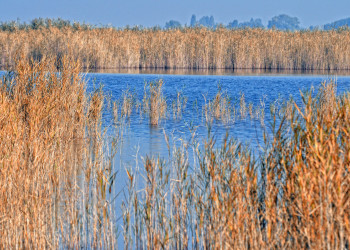 Национальный парк Нойзидлерзе-Зевинкель – фотографии Австрии