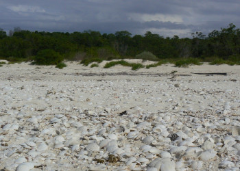 Ракушки в Пинар дель Рио провинция, Куба – фотографии Кубы