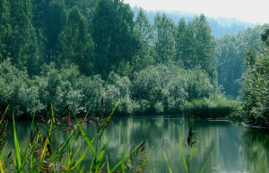 Природа в Бердские скалы, Россия. Фото 3 – фотографии России