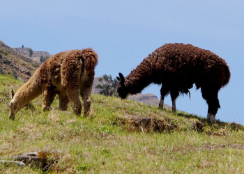 Peru_Chavin – фотографии Перу
