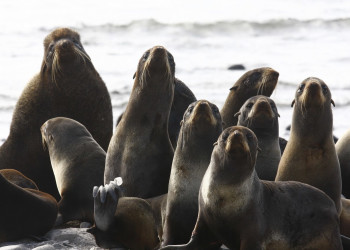 Командорский заповедник. Фото 10 – фотографии России