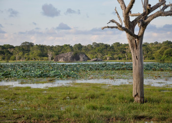 Национальный парк Яла (Yala National Park), Шри-Ланка. Фото 2 – фотографии Шри-Ланки